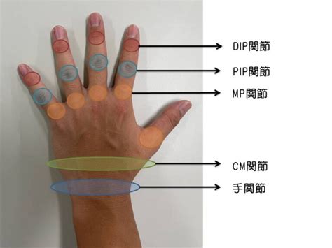 手指第一節|指の第一関節とは？痛みの原因と対処法を徹底解説｜ 